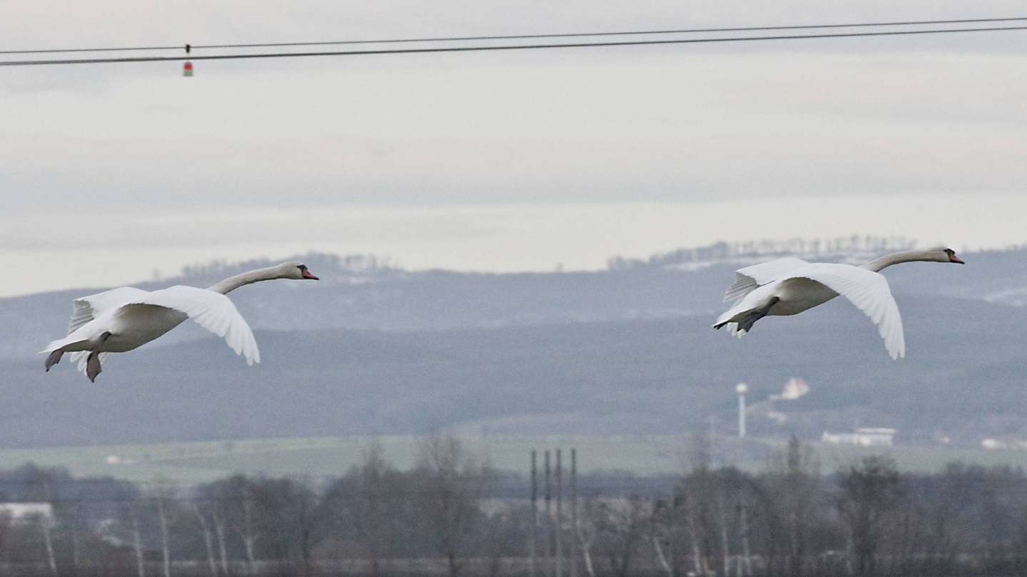 Public Energy for Birds!