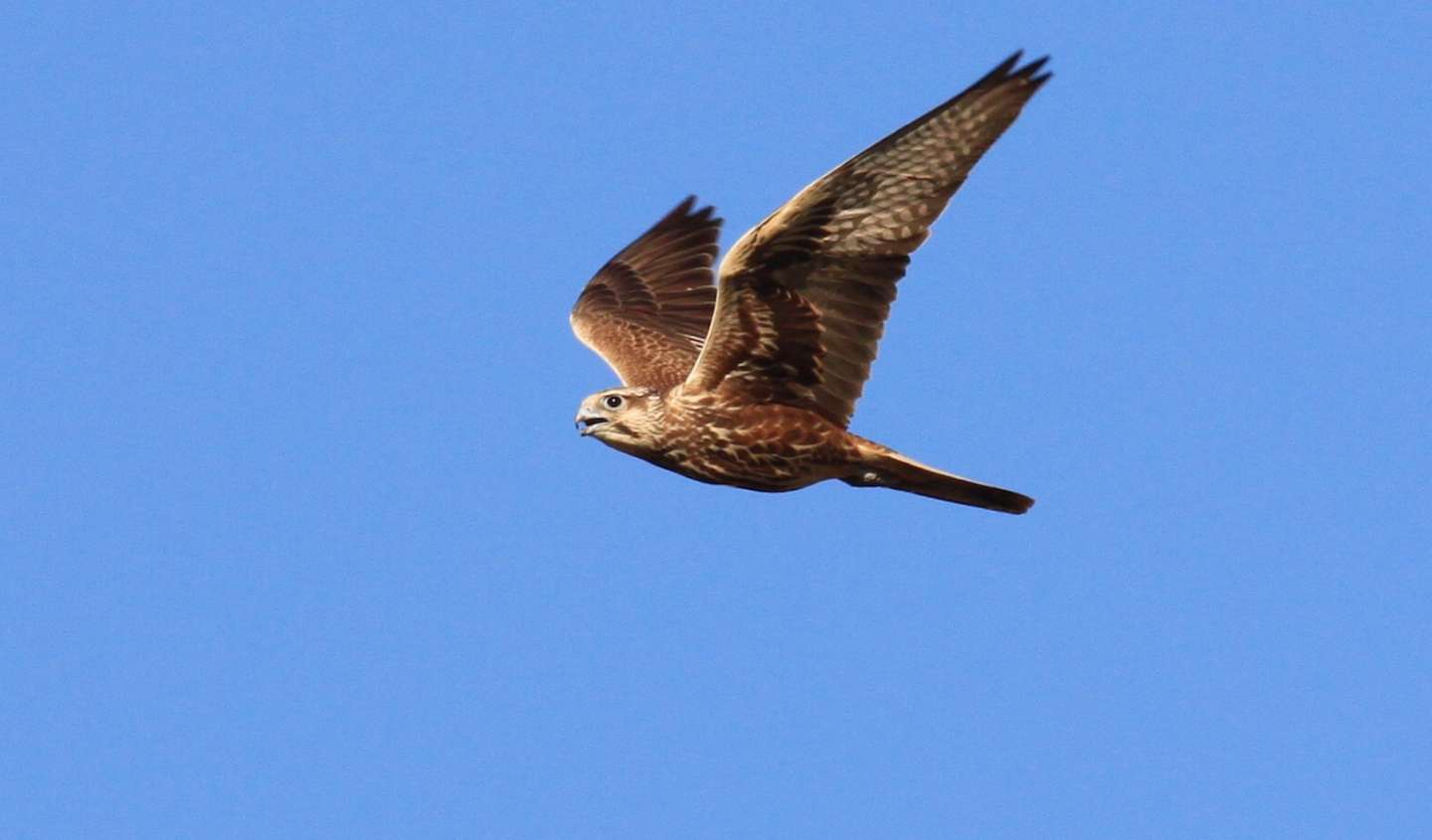 Saker Falcon