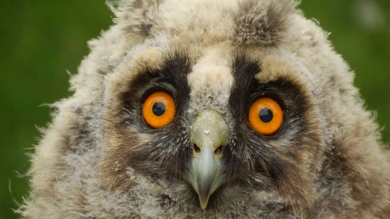 Našli ste mladú sovu či sokola? Ich odnesením im môžete viac uškodiť, ako pomôcť