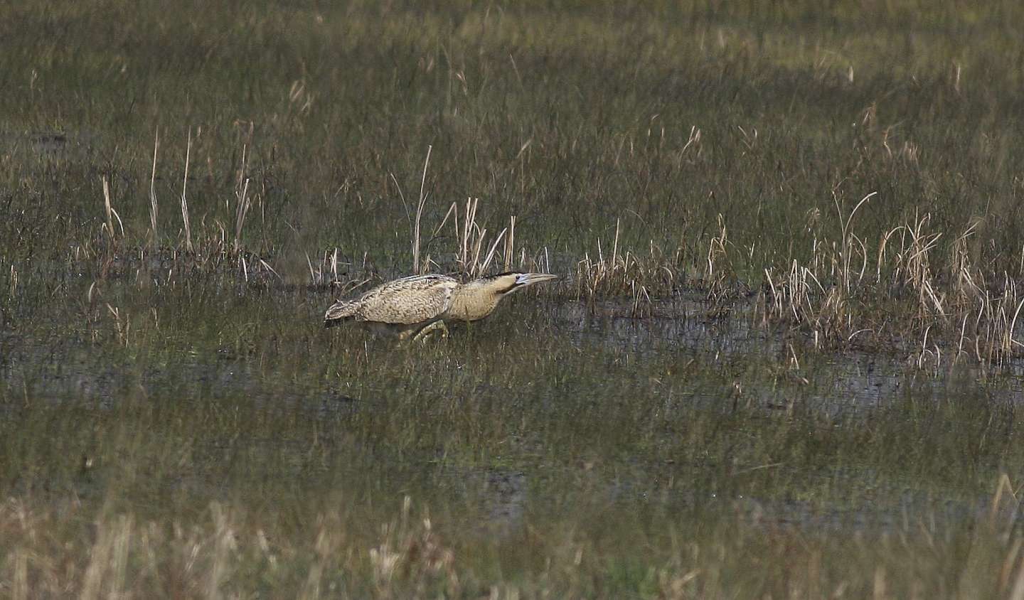 Great Bittern