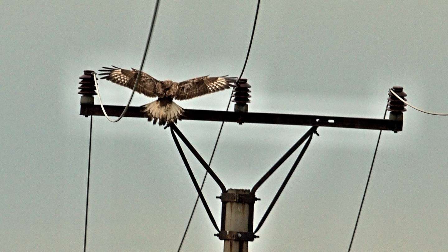 Elektrické bydlá v krajine, alebo prečo vtáci sedia na stĺpoch?