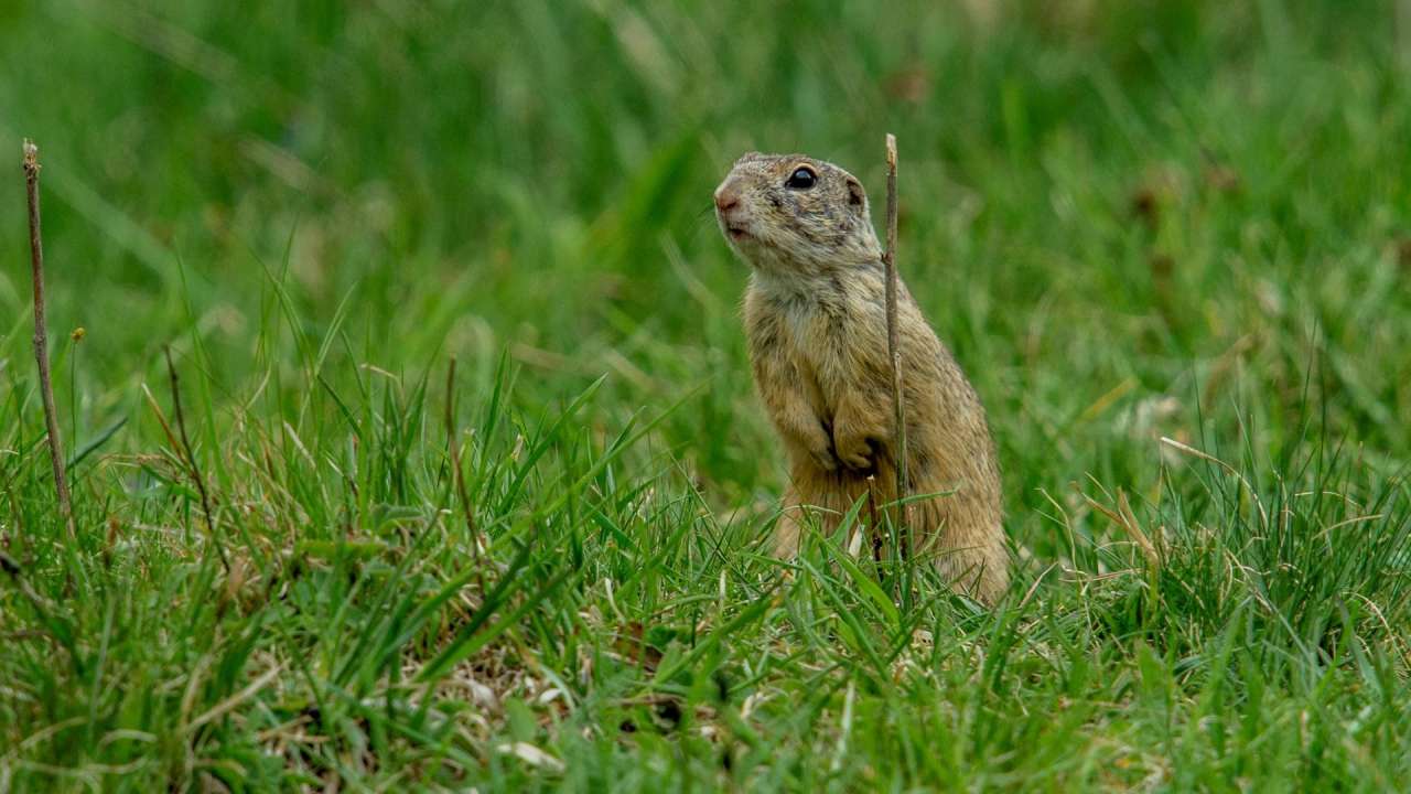 Sysľom zo Slovenského krasu sa po zime darí