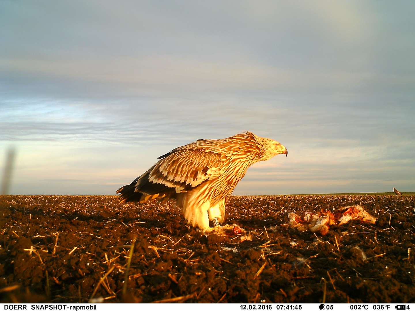 Sister of adopted Eagle was found in Austria