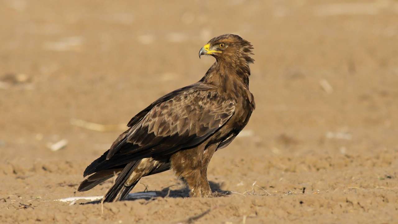In Košice you will see the Lesser Spotted Eagle - VIDEO