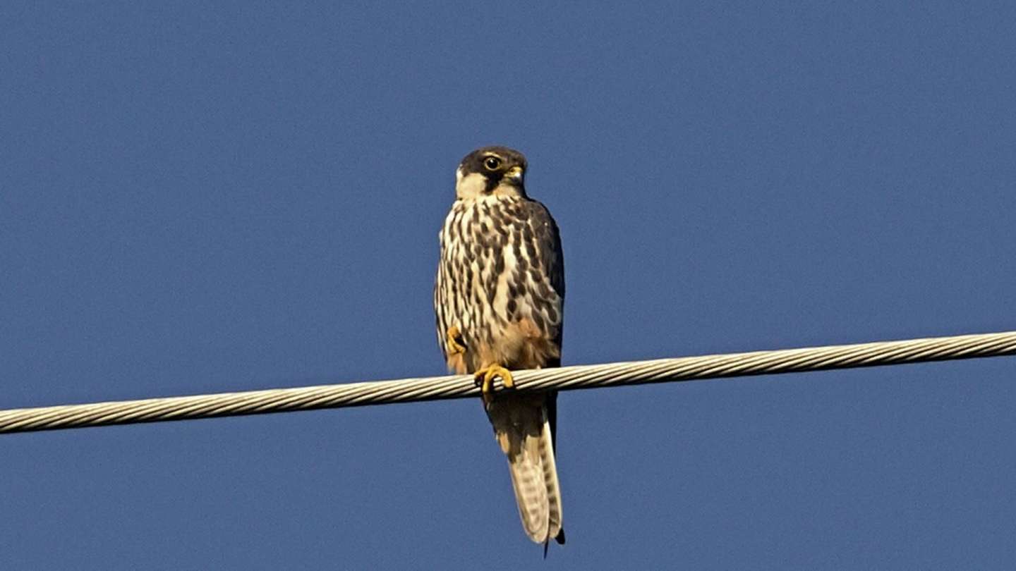 The nesting ends, the autumn migration of birds began