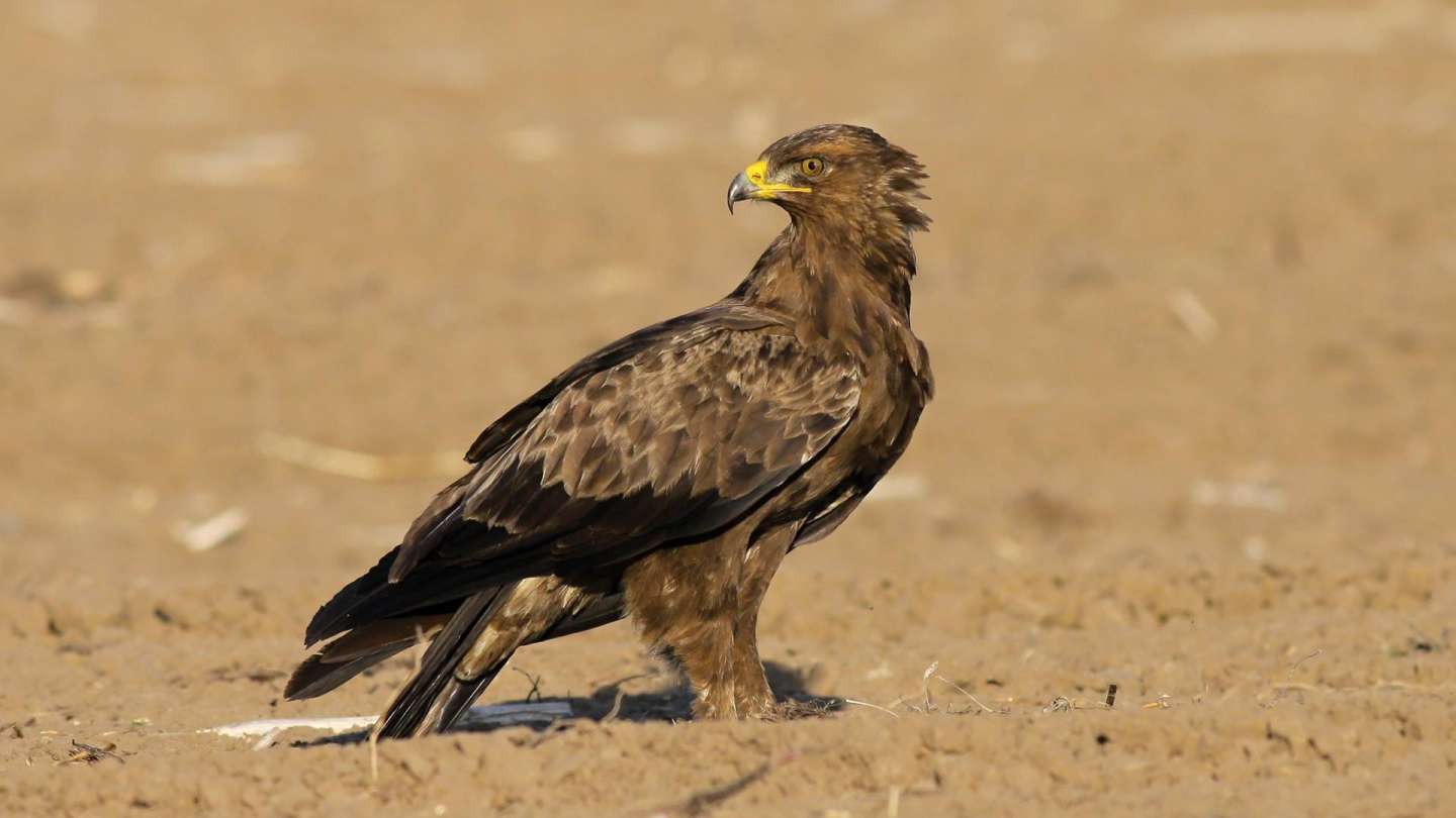 Exhibition &quot;High on the wings - What we know about the Lesser Spotted Eagle&quot;