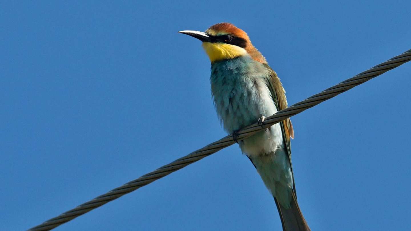 Watching birds is good for your mental health